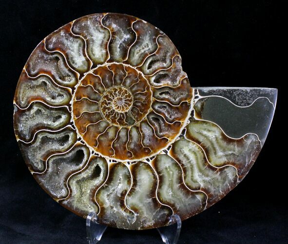 Bargain Cut Ammonite Fossil (Half) - Agatized #20565